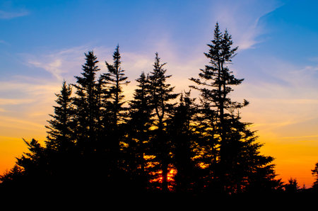 trees in sunsetの写真素材