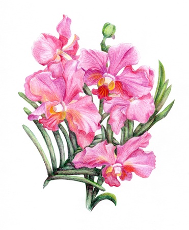 Beautiful pencilled pink orchid branchの写真素材