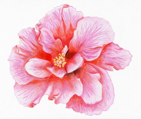 Pencilled flower of pink hibiscusの写真素材