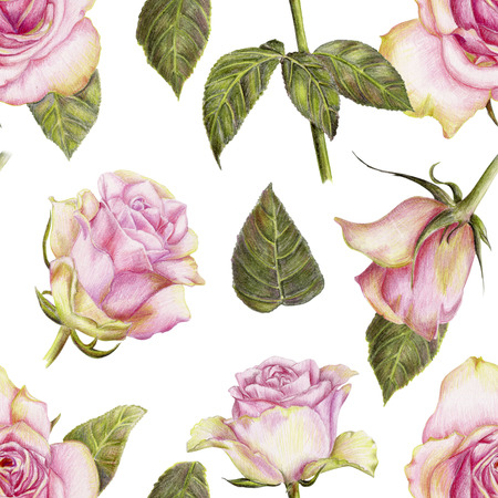 Beautiful pencilled pattern with roses on white backgroundの写真素材