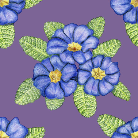 Beautiful penciled pattern with primulas on lilac backgroundの写真素材