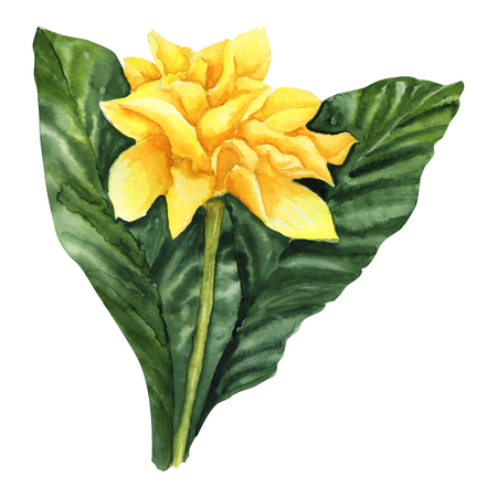Watercolor bright blossom saffron Calathea isolated on whiteの写真素材