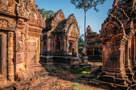 Temples Angkor Wat in Cambodia, ta Prohm, Siem Reapの写真素材