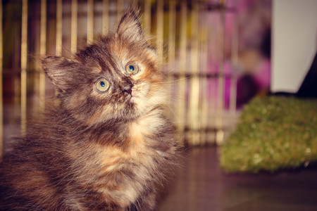 Fluffy cute little kitty looks upの写真素材
