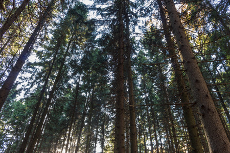Trees in the forest, many pines in autumn. Daytime.