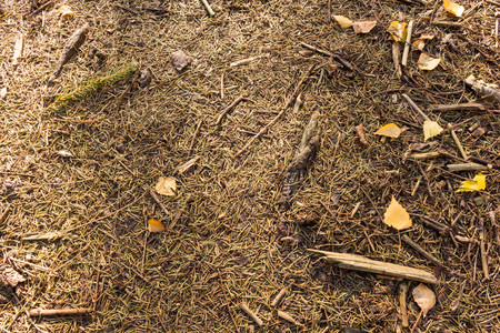 Earth in the forest with leaves, slivers, twigs and needles. Daytime.