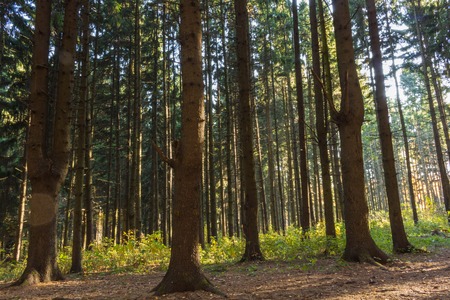 Trees in the forest, many pines in autumn. Daytime.の写真素材