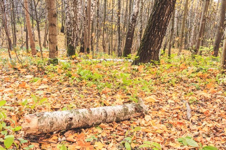 A log from a birch on the ground in the fall, a fabulous view. Daytime.
