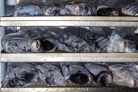 Chilled fresh fish on shelves laid out for processing and packaging at the factory. In polyethylene