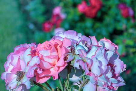 Pink flowers on a background of green garden. Rose floribunda flowerの写真素材