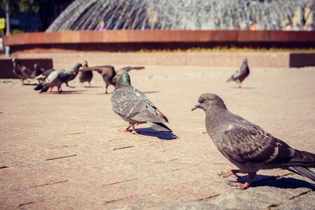 Pigeons in front of Fantan on the square in the summerの写真素材