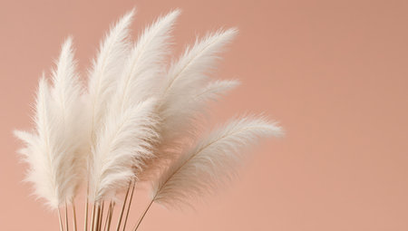 Delicate pampas grass stems arrangement on pastel peach background for modern interior decoration and minimalist wedding stylingの素材