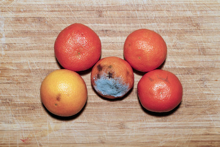 A group of fresh and rotten clementines on wooden cutting board demonstrating food spoilage and...