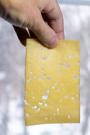 A hand holding a slice of swiss cheese with large holes against blurred background for dairy product...