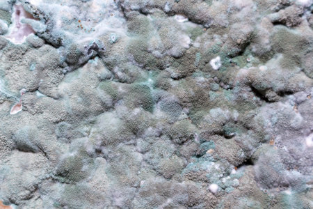Green and grey mold fungus growing on organic surface as texture background