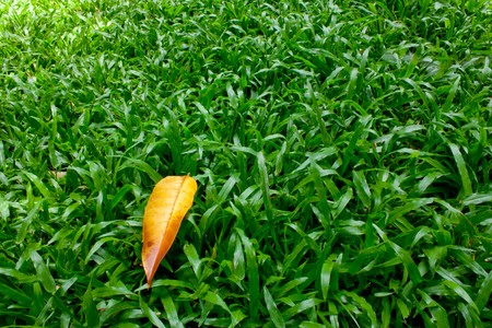 Die leaf fall on soft green grass.の写真素材