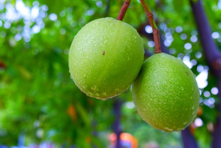 Green fruitの写真素材