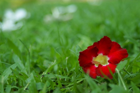 Red Chuanchom on greenの写真素材