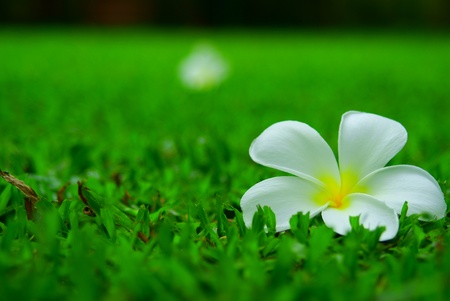 Floral on blurの写真素材