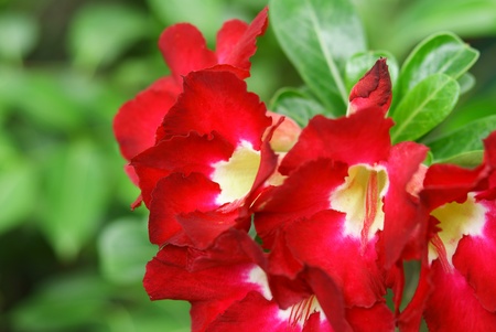 Red power setの写真素材
