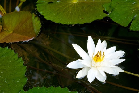 Thai lotusの写真素材