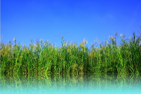 Grass on shadowの写真素材