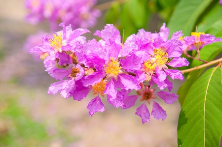 Tabak flower