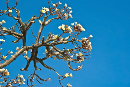 Leelawadee flora farの写真素材