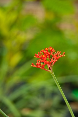 Flora of herbの写真素材