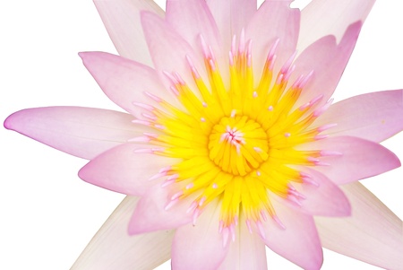 Isolate purple lotus bloomingの写真素材