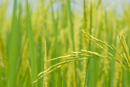 Rice plantの写真素材
