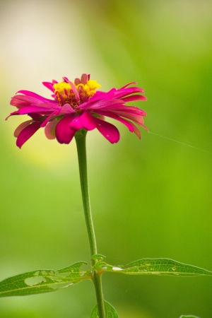 Purple flower closeup             の写真素材