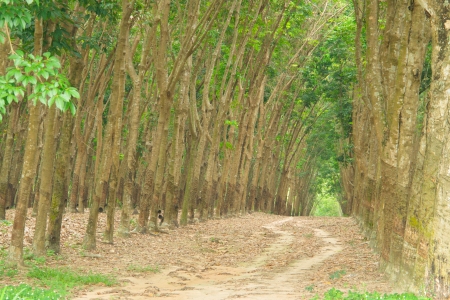 walking way into forest                  の写真素材