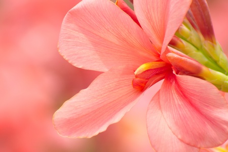 Pink flora close up             の写真素材