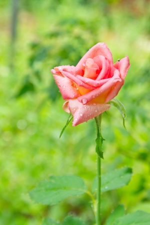 Closeup pink rose             の写真素材
