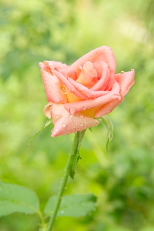 Pink rose front green                 の写真素材