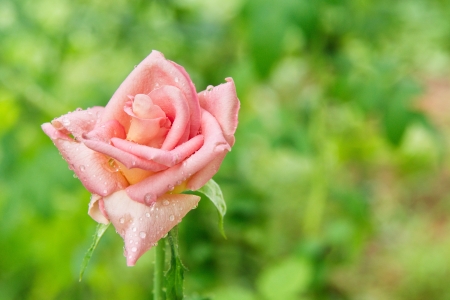 Pink rose and water drop                の写真素材
