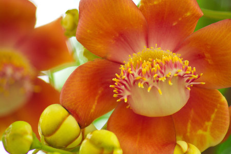 Sala flowerの写真素材