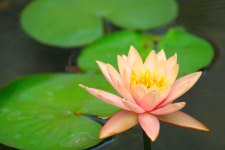 Pink lotus in public pondの写真素材