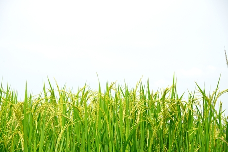 Thai rice Mali in plant Shacherngsao province Thailandの写真素材