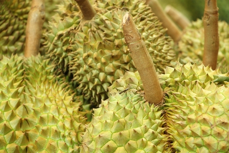 Closeup durian fruit in yard wait transportation truckの写真素材