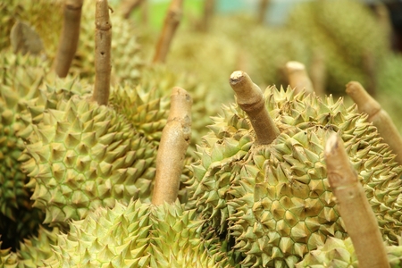 Some of durian fruit in yard wait transportation truckの写真素材