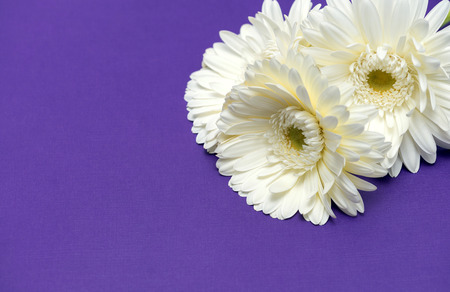 white gerbera flowers on purple backgroundの写真素材