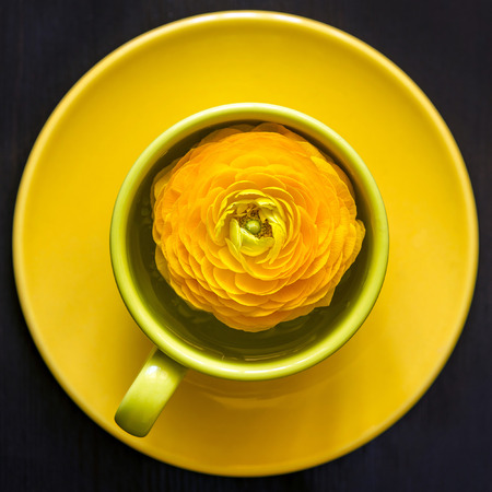 yellow ranunculus flower in cup with saucer, view from aboveの写真素材