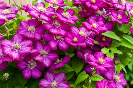 beautiful brigth purple clematis flowersの写真素材