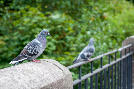 pigeons sitting on a railingの写真素材
