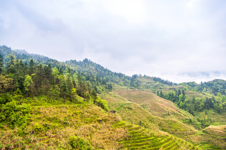 rice terraces landscape in may (village Dazhai, Guangxi province, China)の写真素材
