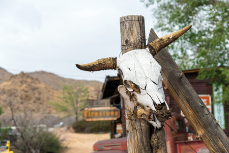 cow head skeleton