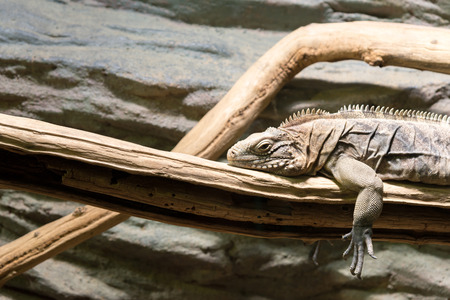 iguana lies on a branchの写真素材