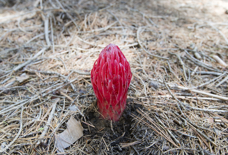 snow plant Sarcodes sanguineaの写真素材